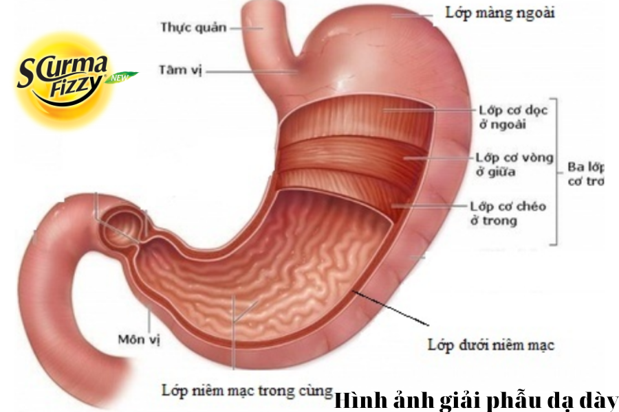 Hình ảnh giải phẫu dạ dày (bao tử)