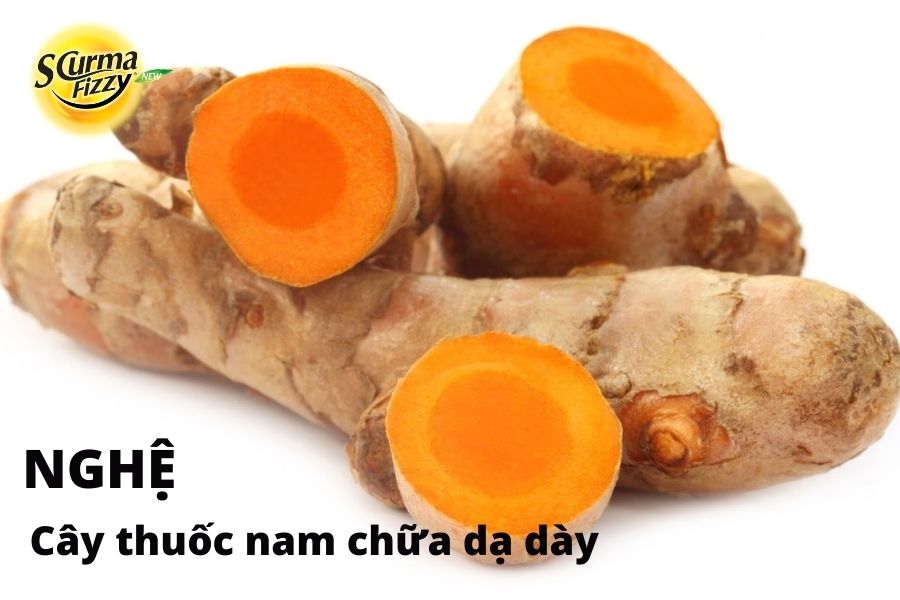 cay-thuoc-nam-chua-da-day-13