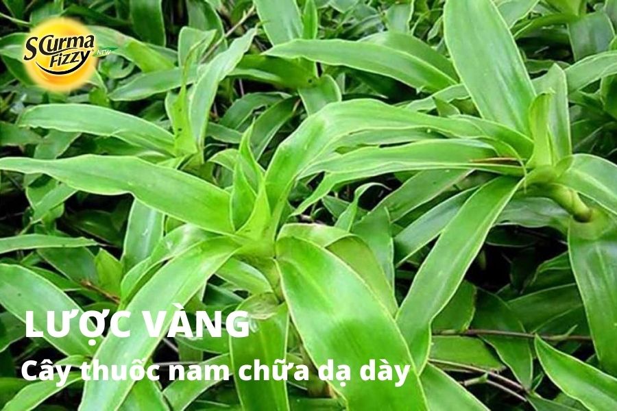cay-thuoc-nam-chua-da-day-11