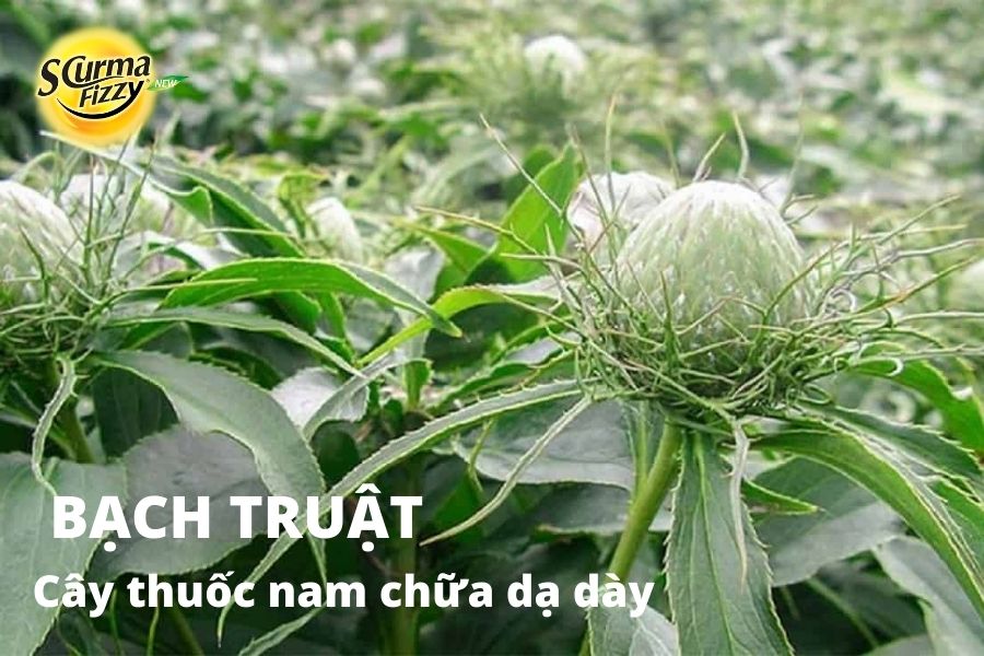 cay-thuoc-nam-chua-da-day-9