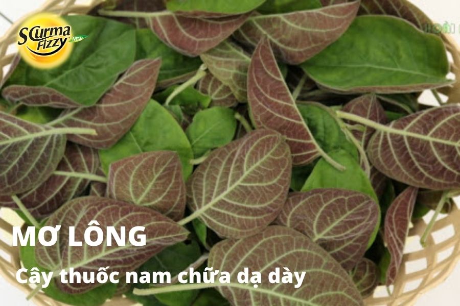 cay-thuoc-nam-chua-da-day-16