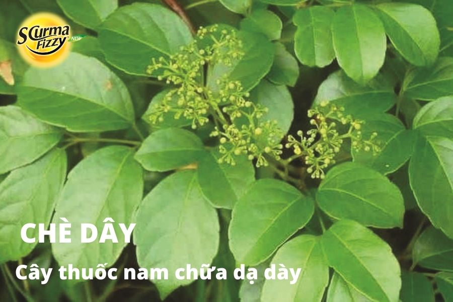 cay-thuoc-nam-chua-da-day-15