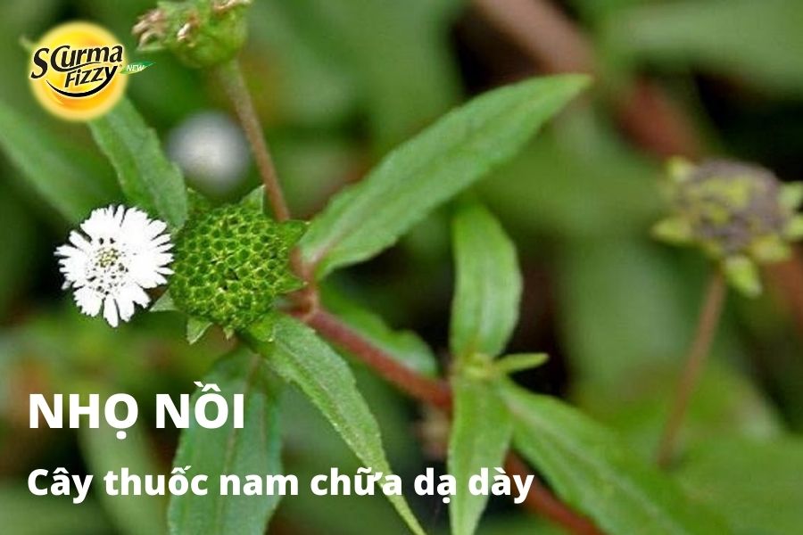cay-thuoc-nam-chua-da-day-4