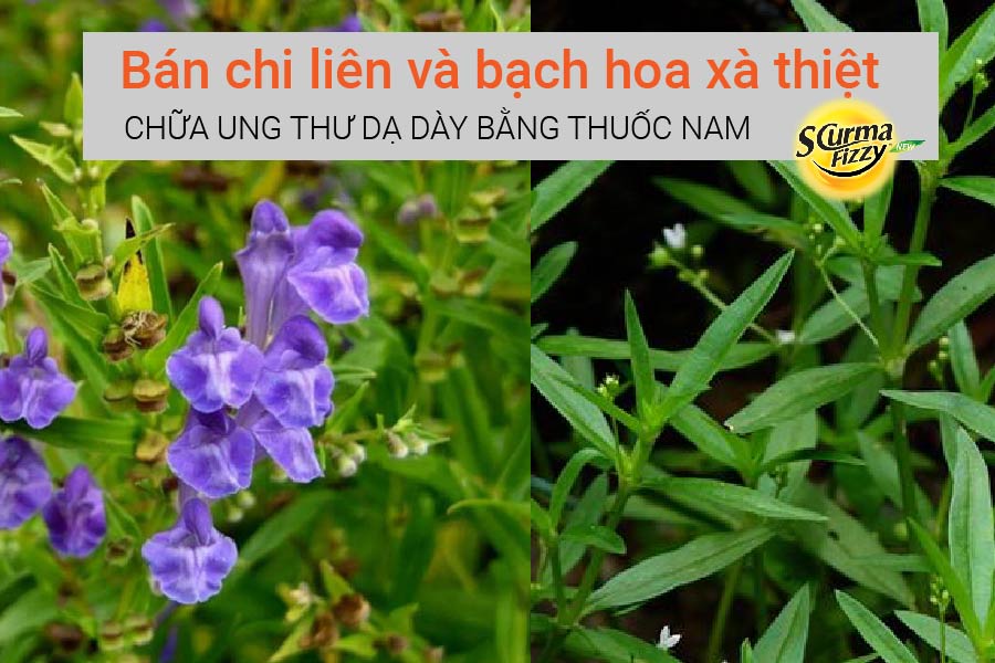chua-ung-thu-da-day-bang-thuoc-nam-6
