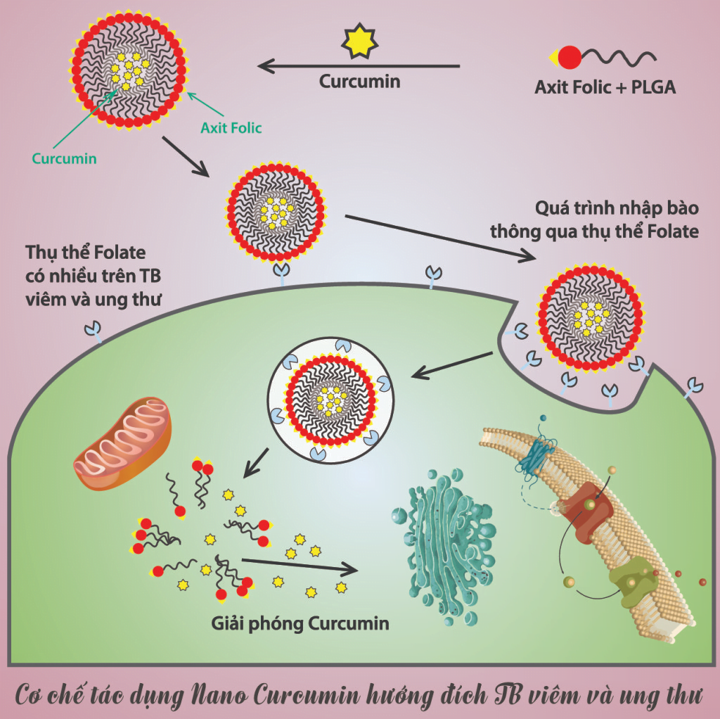 cơ chế tác dụng của nano curcumin