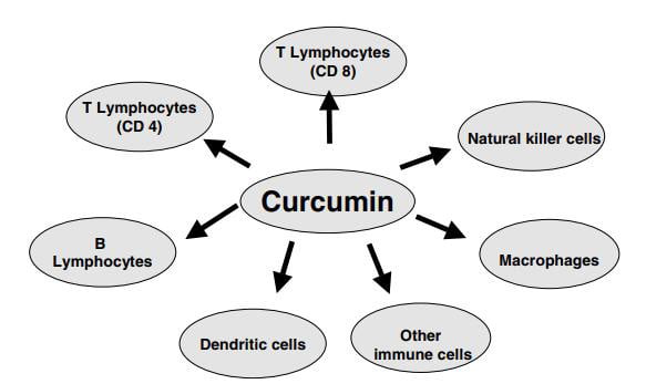 Curcumin tăng cường hệ miễn dịch
