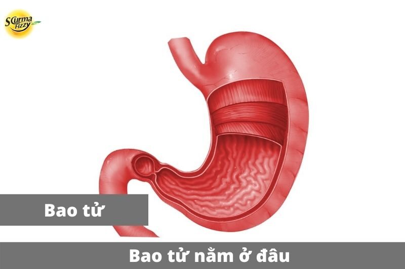 bao-tu-nam-o-dau-anh-dai-dien