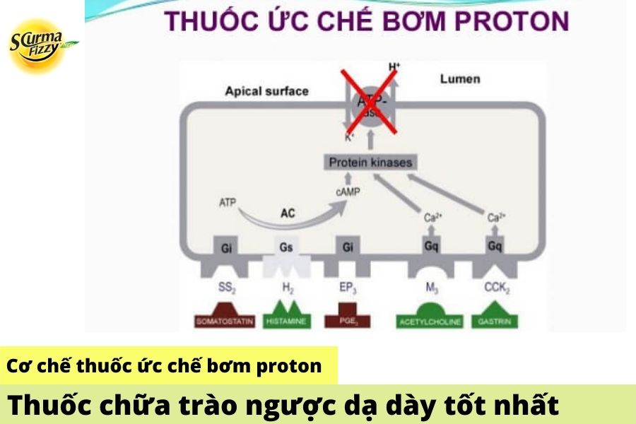 co-che-tac-dung-thuoc-ppi