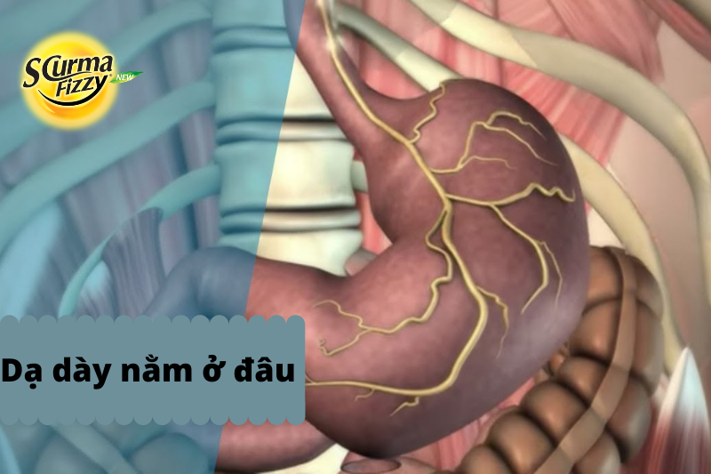 Dạ dày nằm ở đâu