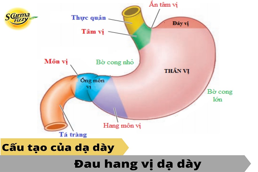 dau-hang-vi-da-day-1 (1)