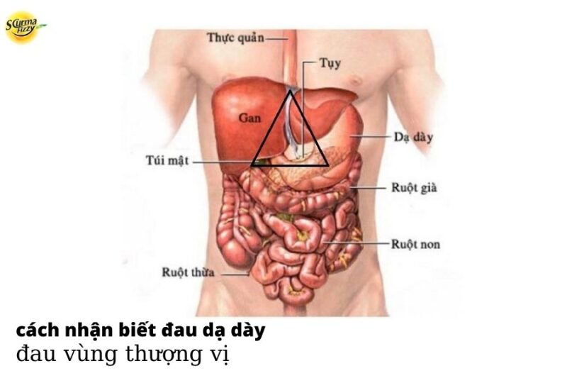 dau-vung-thuong-vi