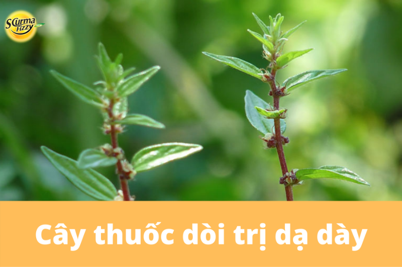 cay-thuoc-doi-tri-da-day7