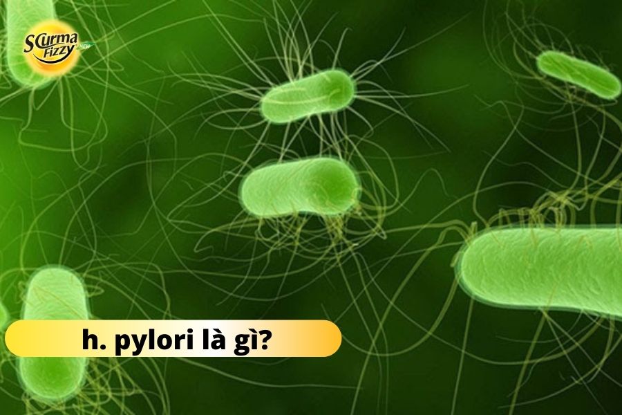 hpylori-la-gi-1 (1)