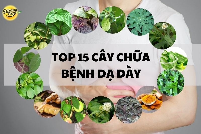 top-15-cay-chua-benh-da-day
