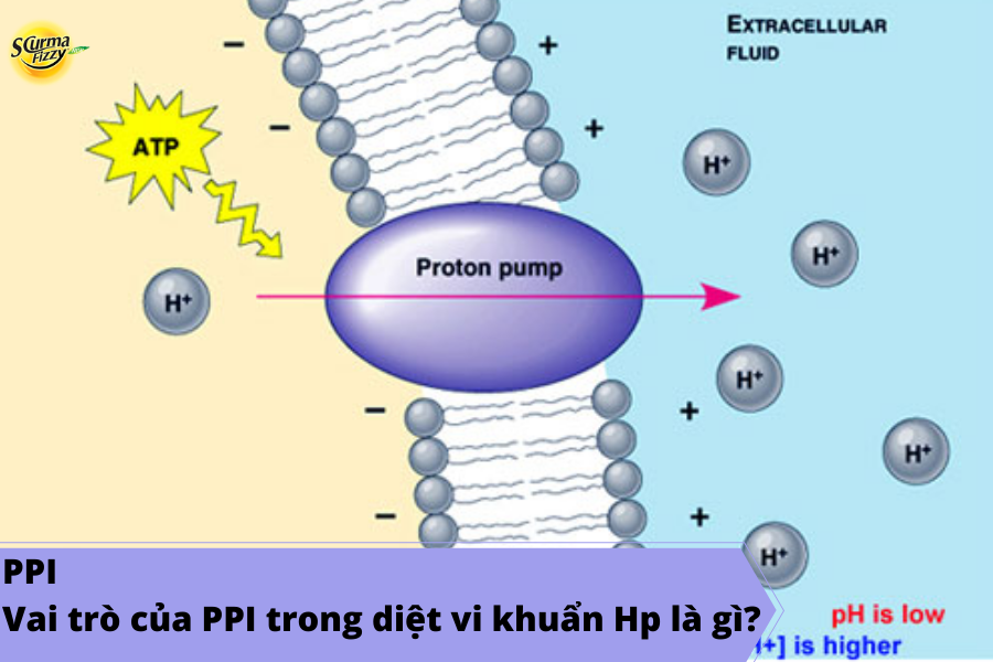 PPI - Vai trò của PPI trong điều trị vi khuẩn Hp là gì?