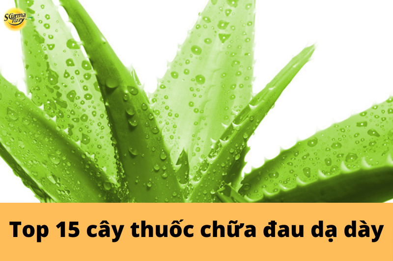 cay-thuoc-chua-dau-da-day10