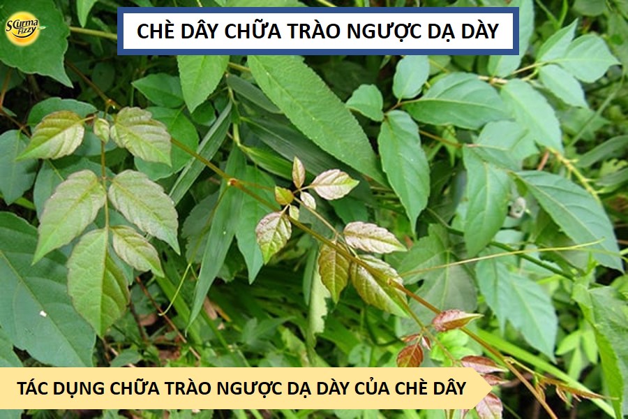 che-day-chua-trao-nguoc-da-day-4