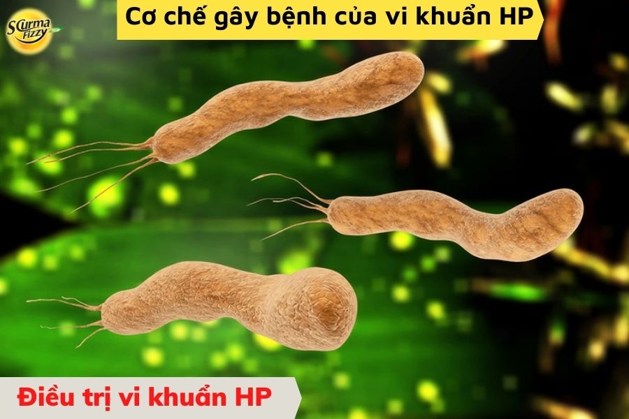 Cơ chế gây bệnh của vi khuẩn HP