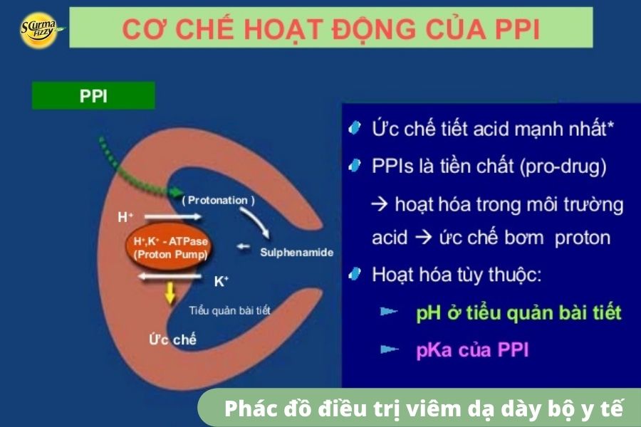 Cơ chế hoạt động của thuốc ức chế bơm proton PPI _ Phác đồ điều trị viêm dạ dày của bộ y tế.